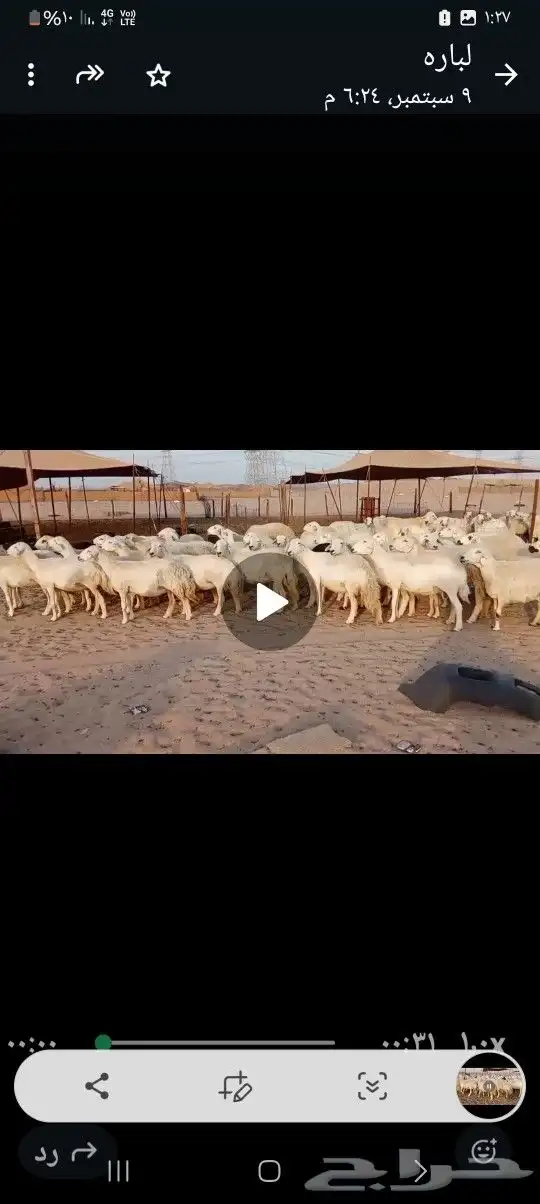 ضان حريه صنف مراح واحد وسم واحد 6