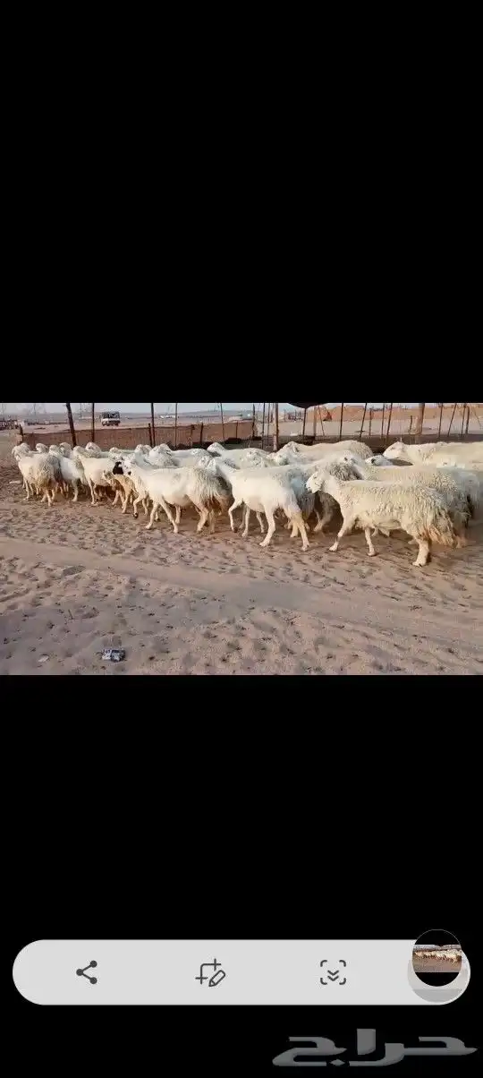 ضان حريه صنف مراح واحد وسم واحد 9