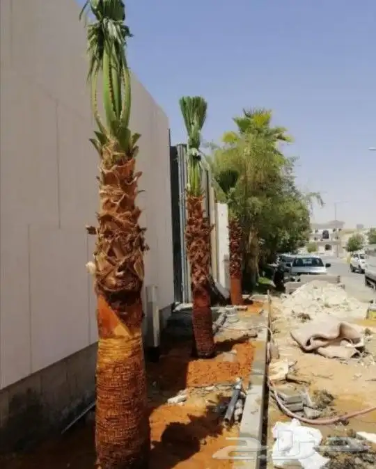 نخل مثمر اخلاص صقعي شيشي منيفي خضري نخيل مجدول واشنطني دخيني 7