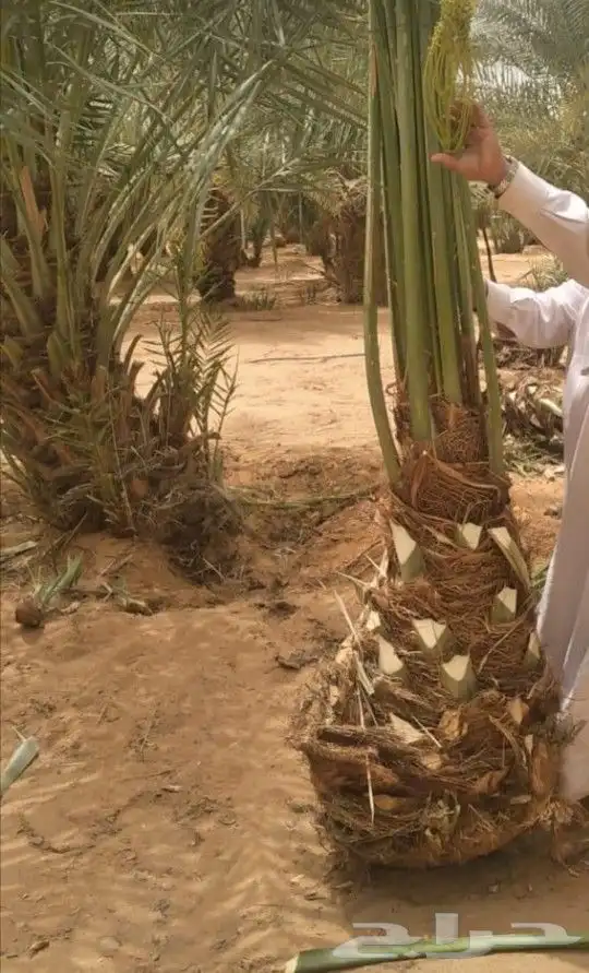 نخل مثمر اخلاص صقعي شيشي منيفي خضري نخيل مجدول واشنطني دخيني 1