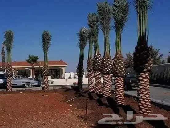 يوجد لدينا جميع انواع النخل للتواصل 3