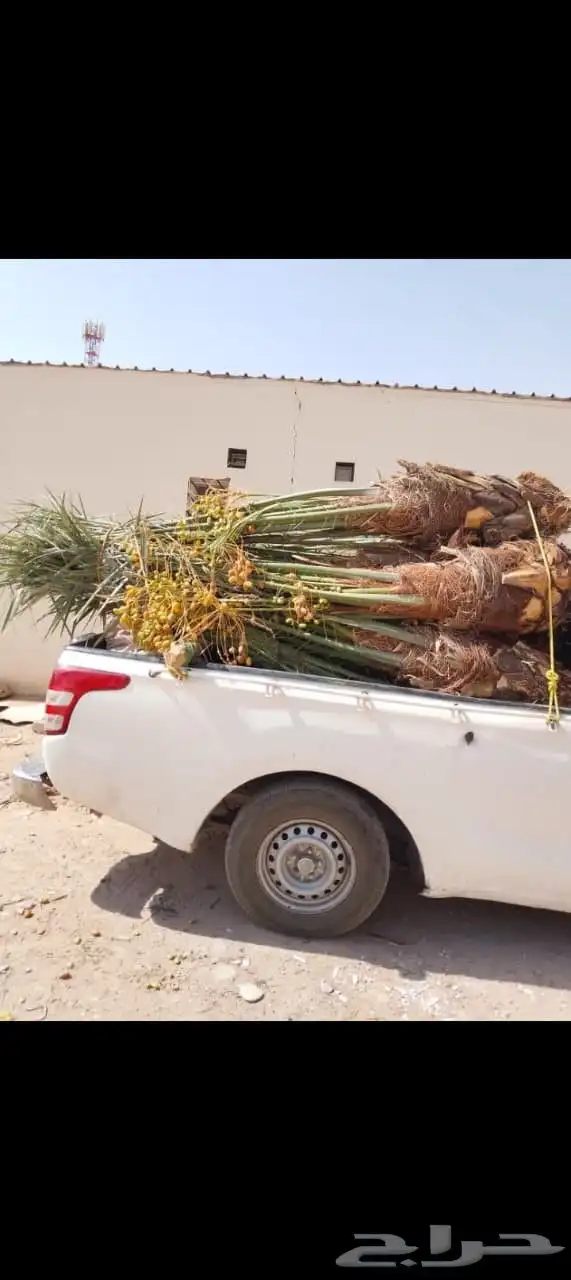 السلام عليكم ورحمه الله وبركاته يوجد لدينا جميع انواع النخيل 7