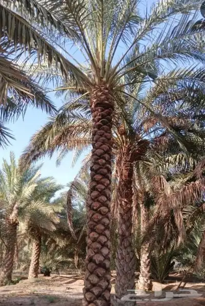 ارياض index