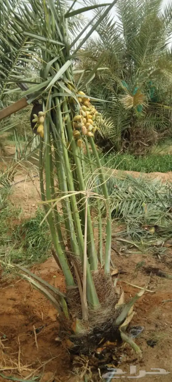 نخيل وتمور فاخره للبيع 8