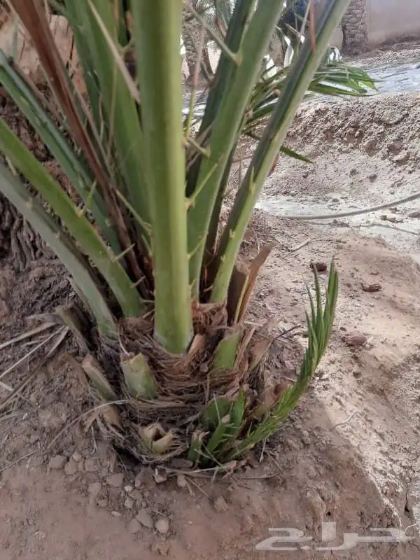 توريد وزارته النخيل 8