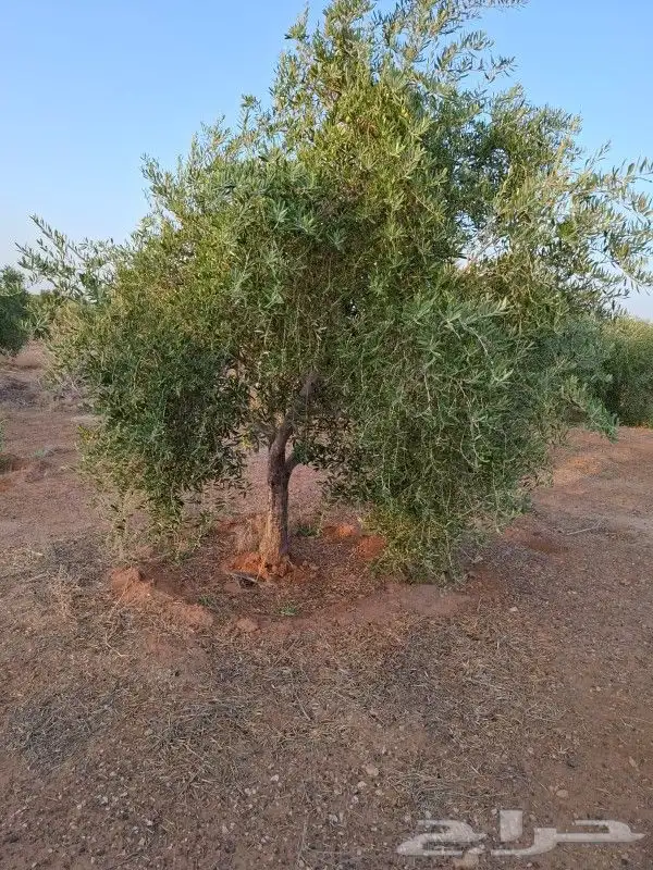 يوجد لدينا أشجار زيتون معمر ومفرع وأشجار متنوعه ترمنيليا50 9 5