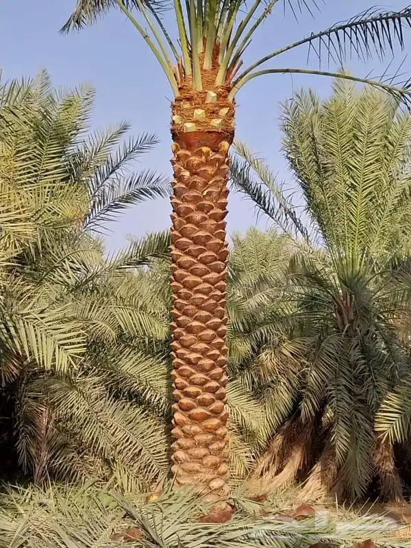 نخييل وشبوك 5