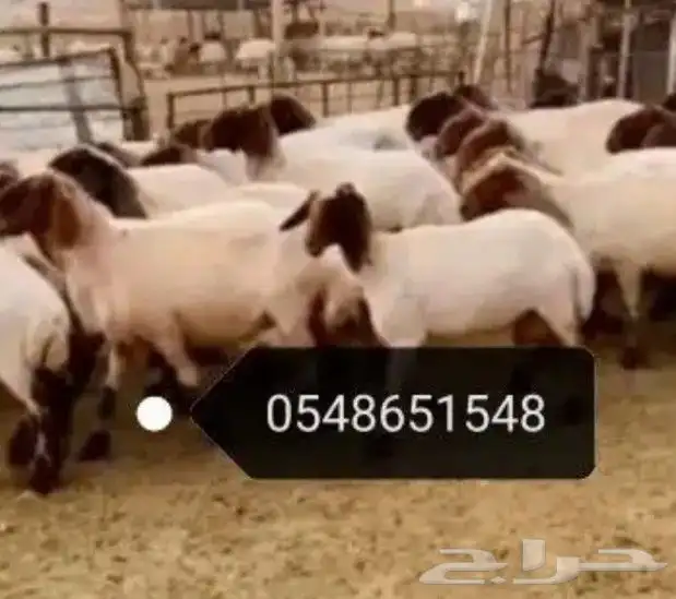 حلاقه اغنام ماكينه كهرباء 0