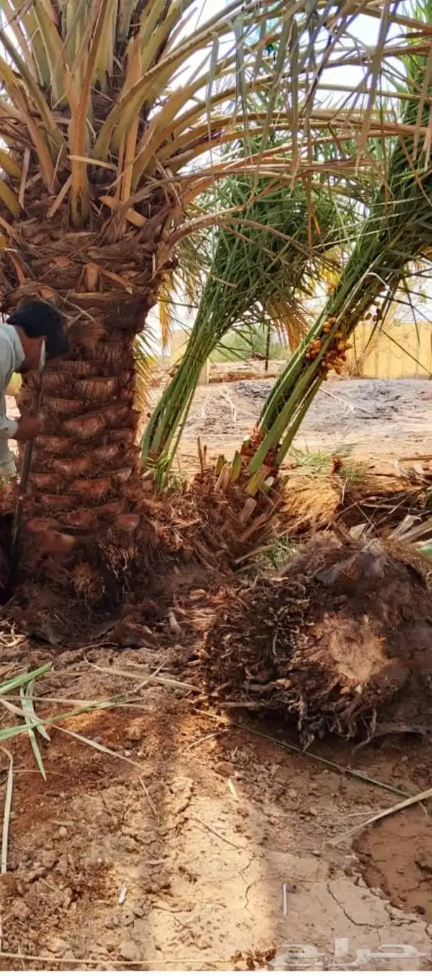 نخيل وتمور فاخره للبيع 3