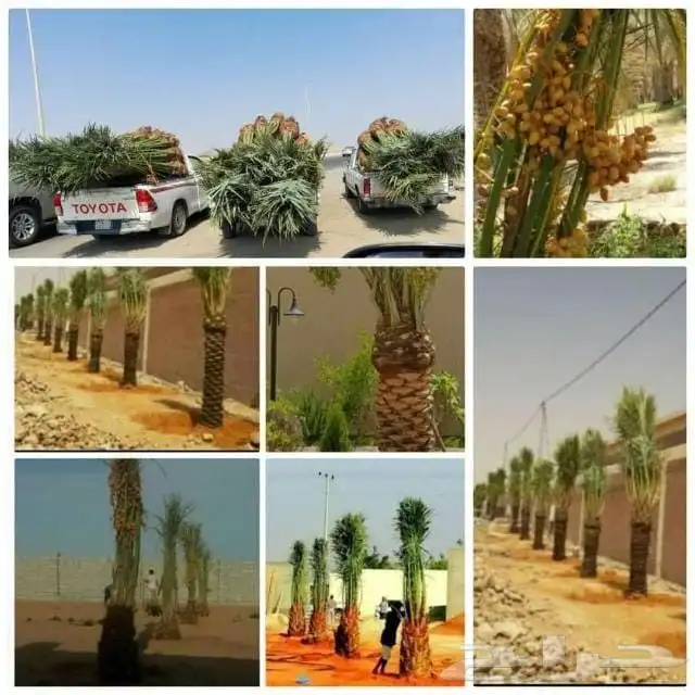 السلام عليكم ورحمه الله وبركاته يوجد لدينا جميع انواع النخيل 1