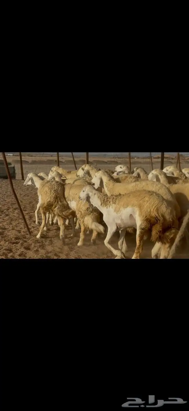 ما شاء الله وتبارك الله أعرض لكم غنم حريات رخال 2