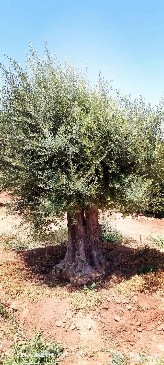 اشجار زيتون 4