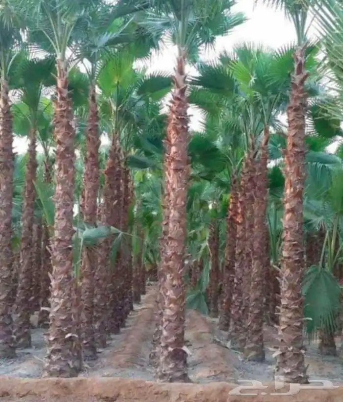 نخييل وشبوك 7