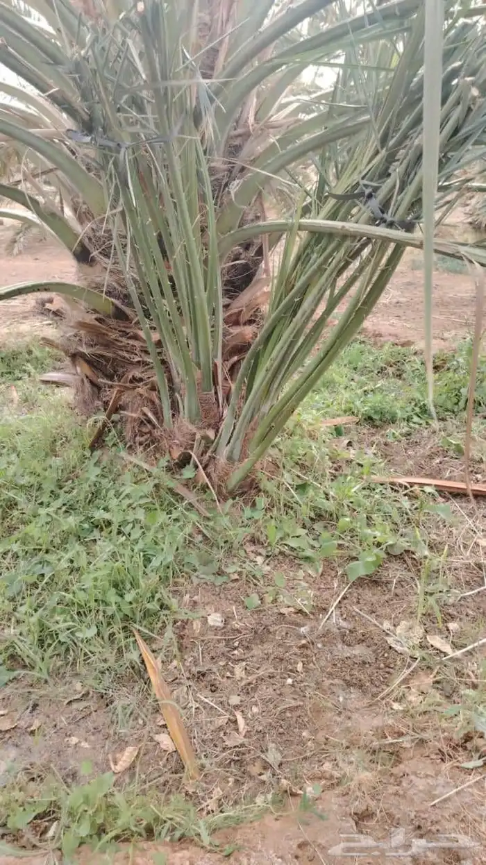 نقابل مجدول وعجوه 2
