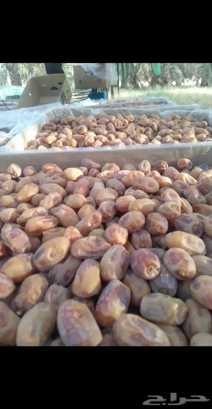 يوجد لدينا تمور فاخره للبيع اخلاص 6