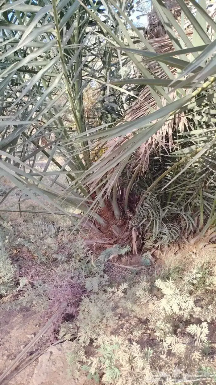 جثايث وفسايل جميع أنواع النخيل 1