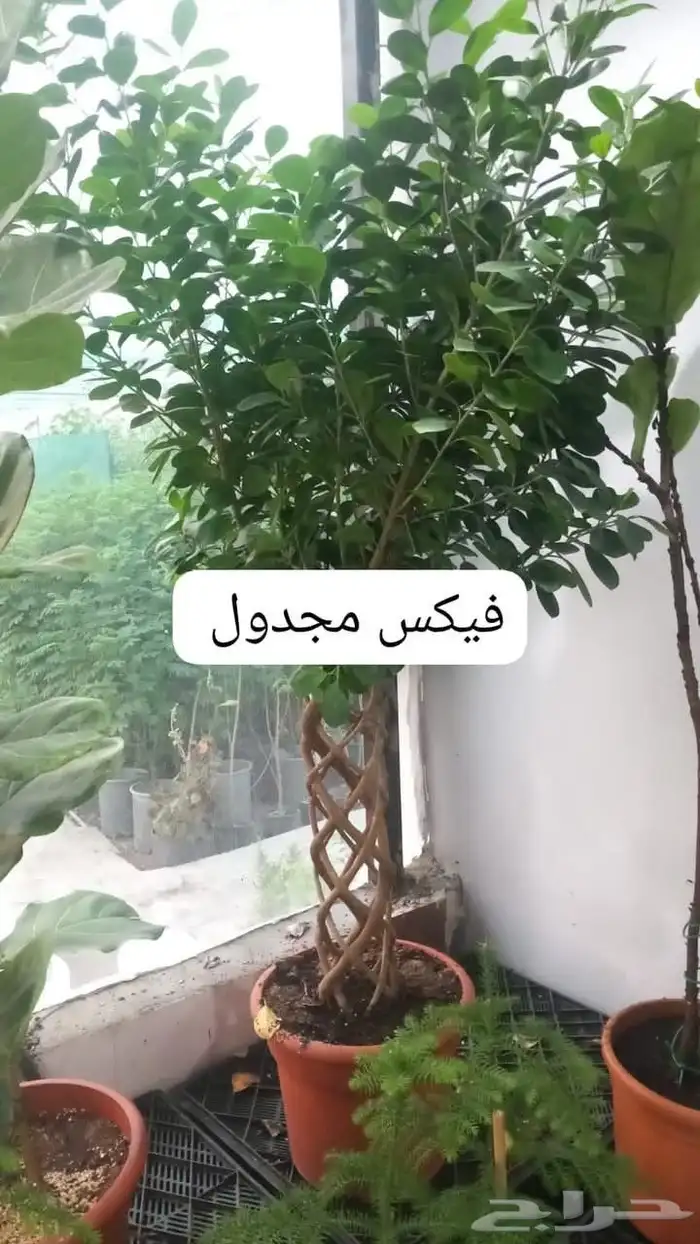 تنسيق حدائق 8