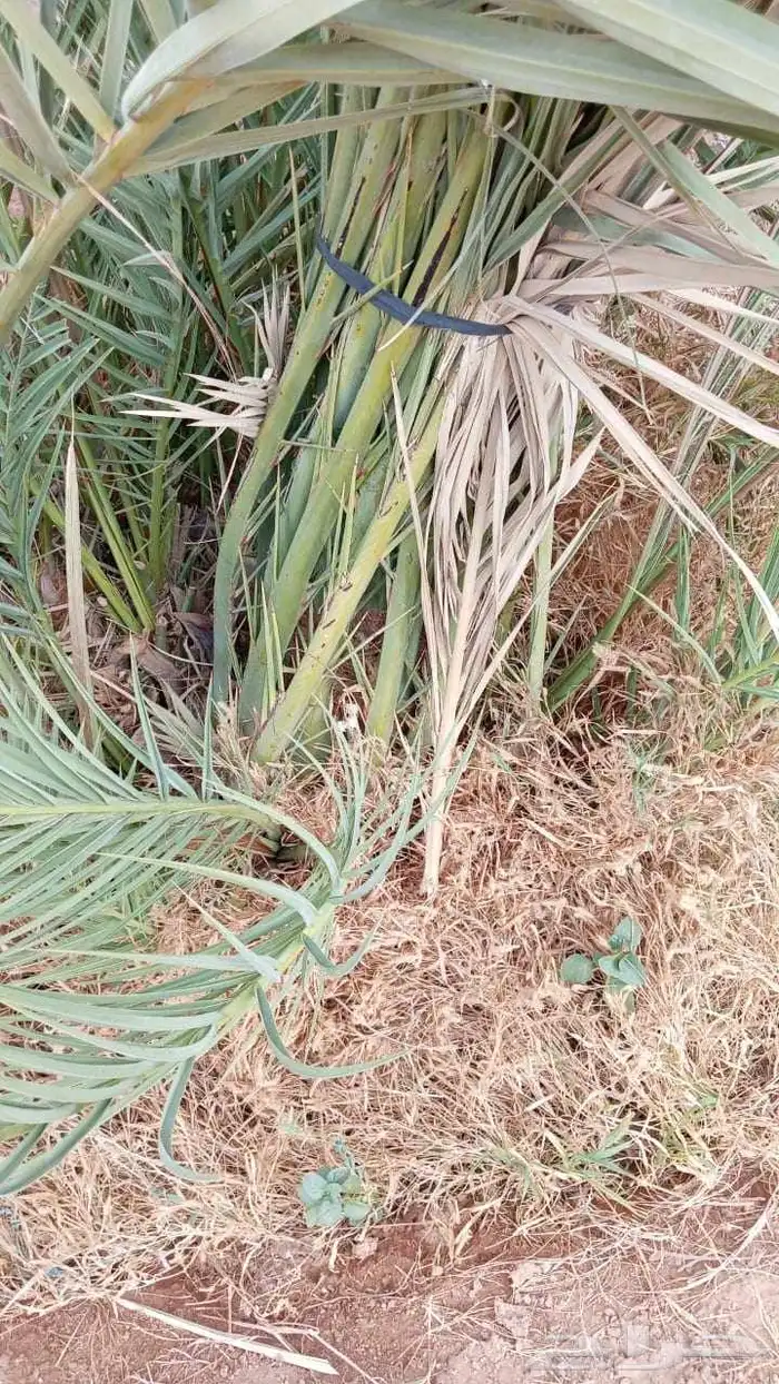 نخيل 0