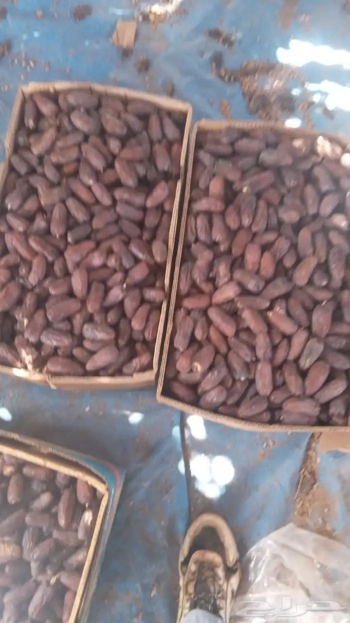 نقابل مجدول وعجوه 1