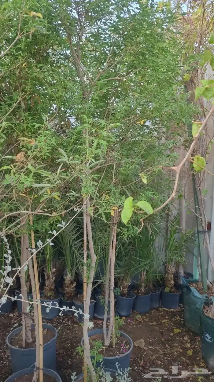 مشتل زرع وتيل طبيعي 4