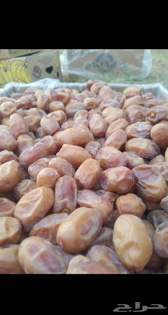 يوجد لدينا تمور فاخره للبيع اخلاص 9