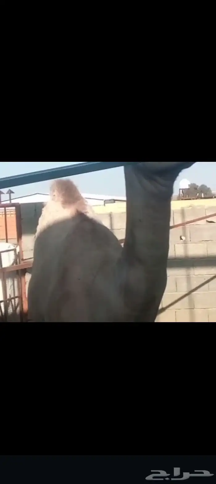 الجوه سره عبيده 0