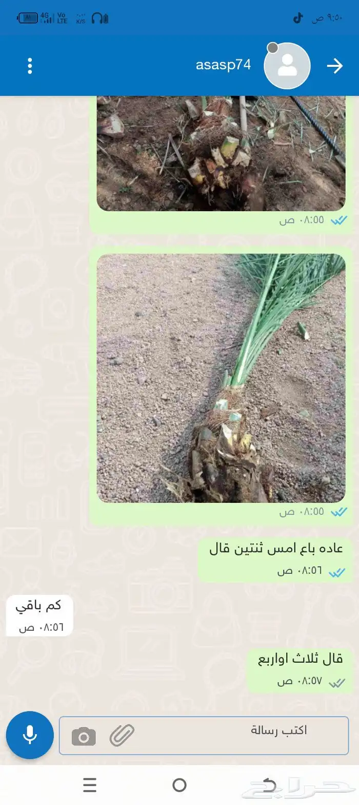 يوجد غرايس نخل بياض نجران كفو 17