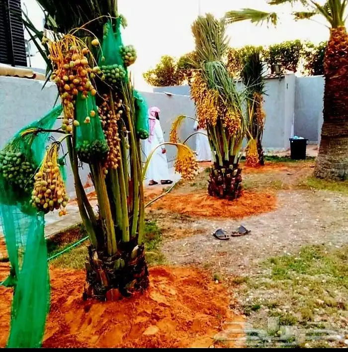 نخل مثمر نقايل جثايث اخلاص سكري برحي صقعي شيشي هلالي واشنطني 0