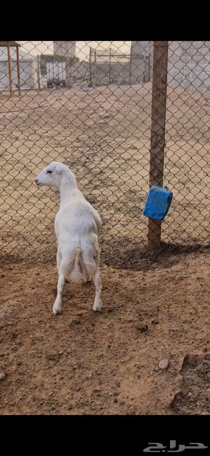 للبيع خروف مغلق ظهر وطرف 2