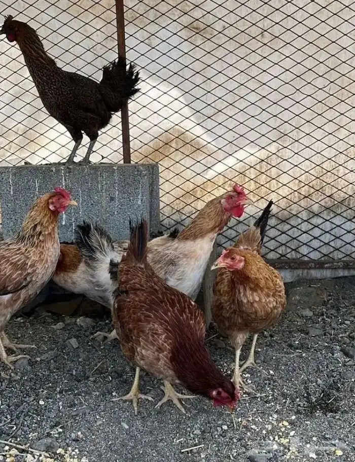 دجاج بلدي 0
