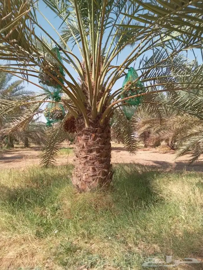 فسايل نخل للبيع 3
