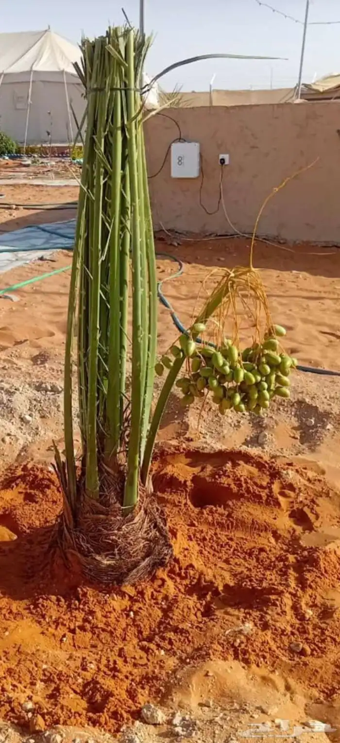 نخيل وتمور فاخره للبيع 9