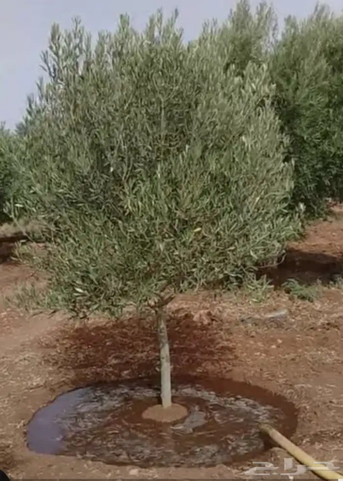 اشجار زيتون 1