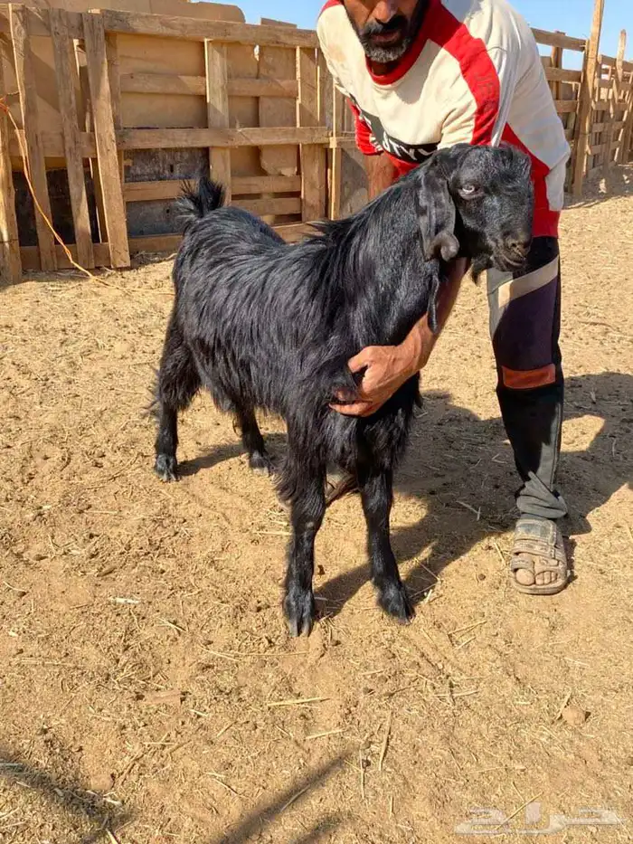 تيوس للبيع طيبات 5