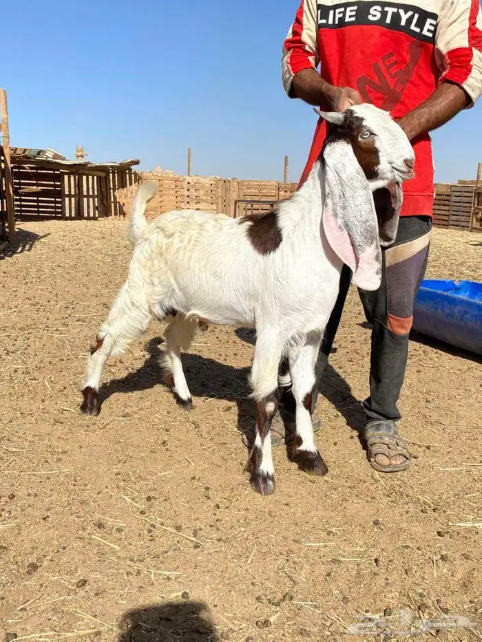 تيوس للبيع طيبات 2