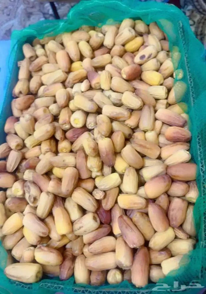 يوجد غرايس نخل بياض نجران كفو 15
