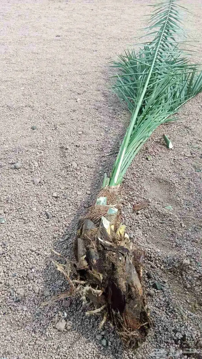 يوجد غرايس نخل بياض نجران كفو 16