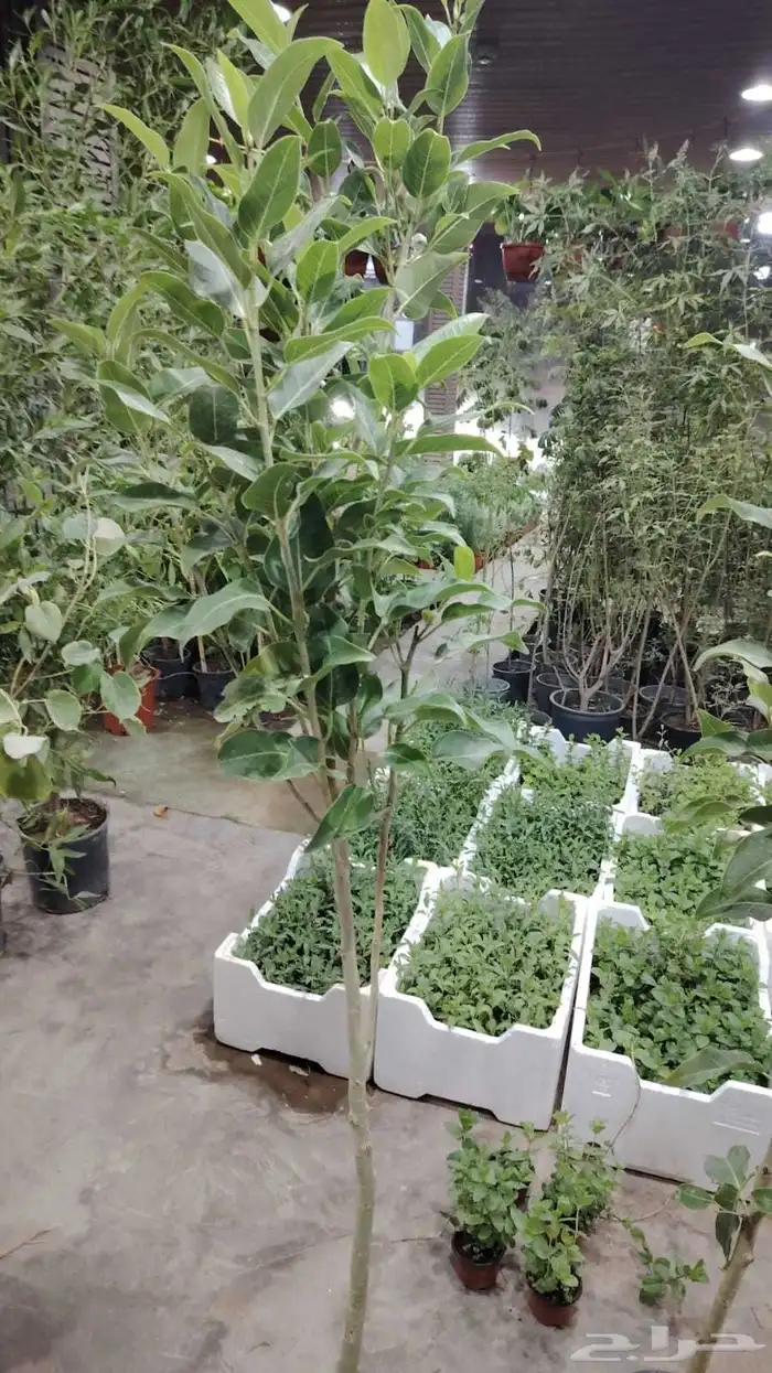 مشتل زرع وتيل طبيعي 3