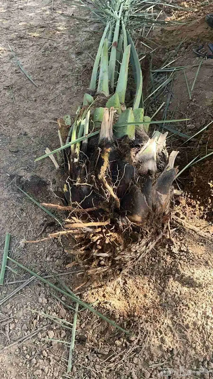 يوجد لدينا جميع انواع النخيل نقايل وجثائث وفروخ جميع انواع 3