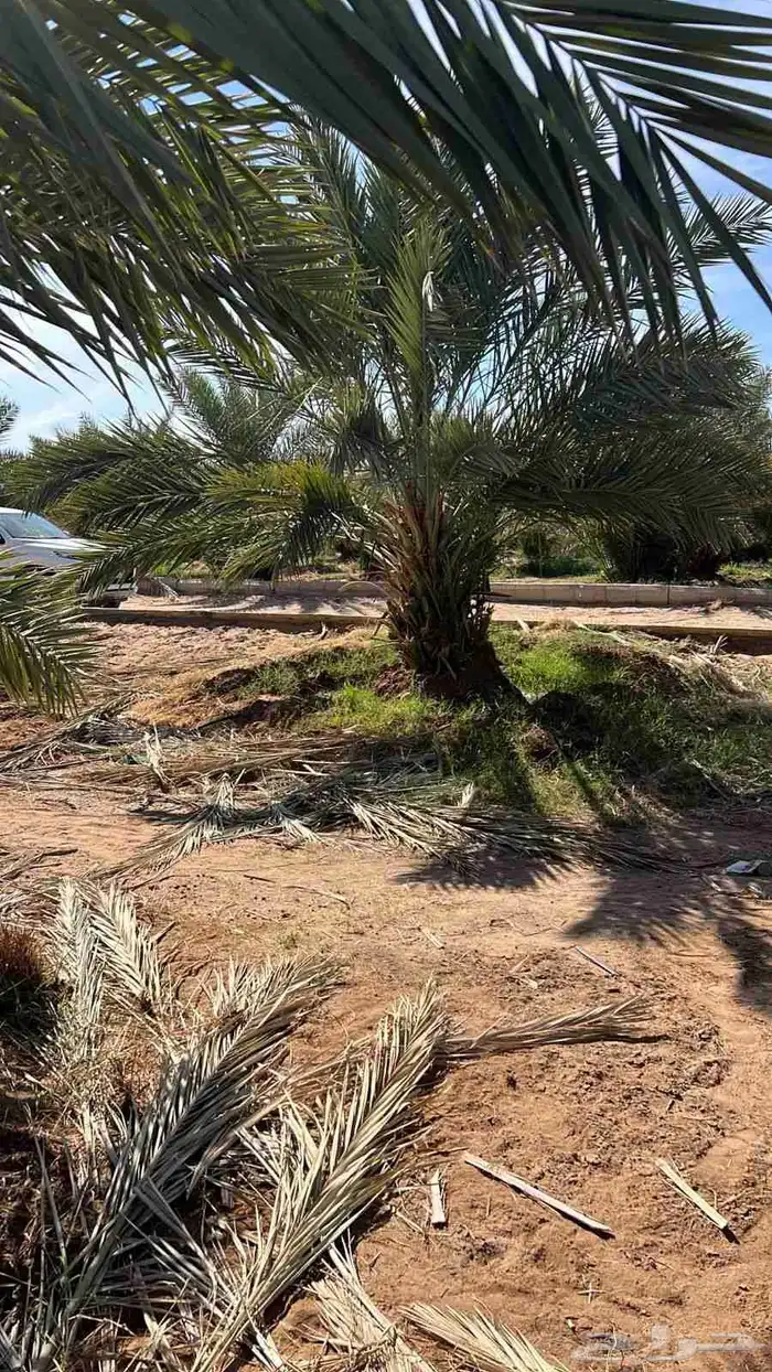 يوجد لدينا جميع انواع النخيل نقايل وجثائث وفروخ جميع انواع 0