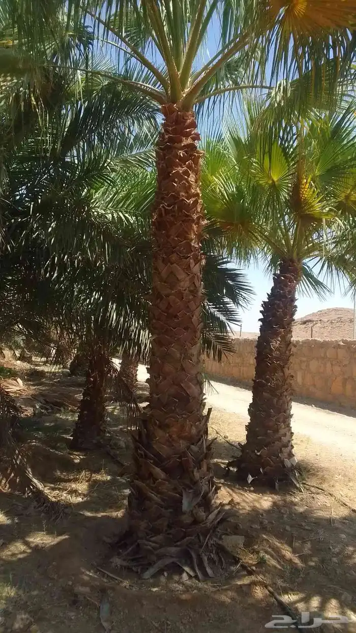 يوجد واشنطني ممتاز اضافه إلى خلاص وخضري 9