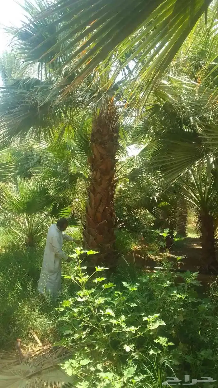 يوجد واشنطني ممتاز اضافه إلى خلاص وخضري 6