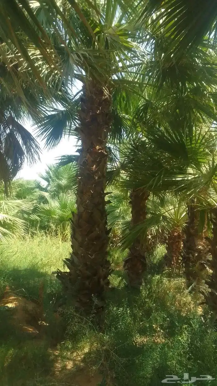 يوجد واشنطني ممتاز اضافه إلى خلاص وخضري 2