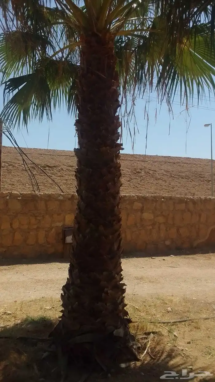 يوجد واشنطني ممتاز اضافه إلى خلاص وخضري 8