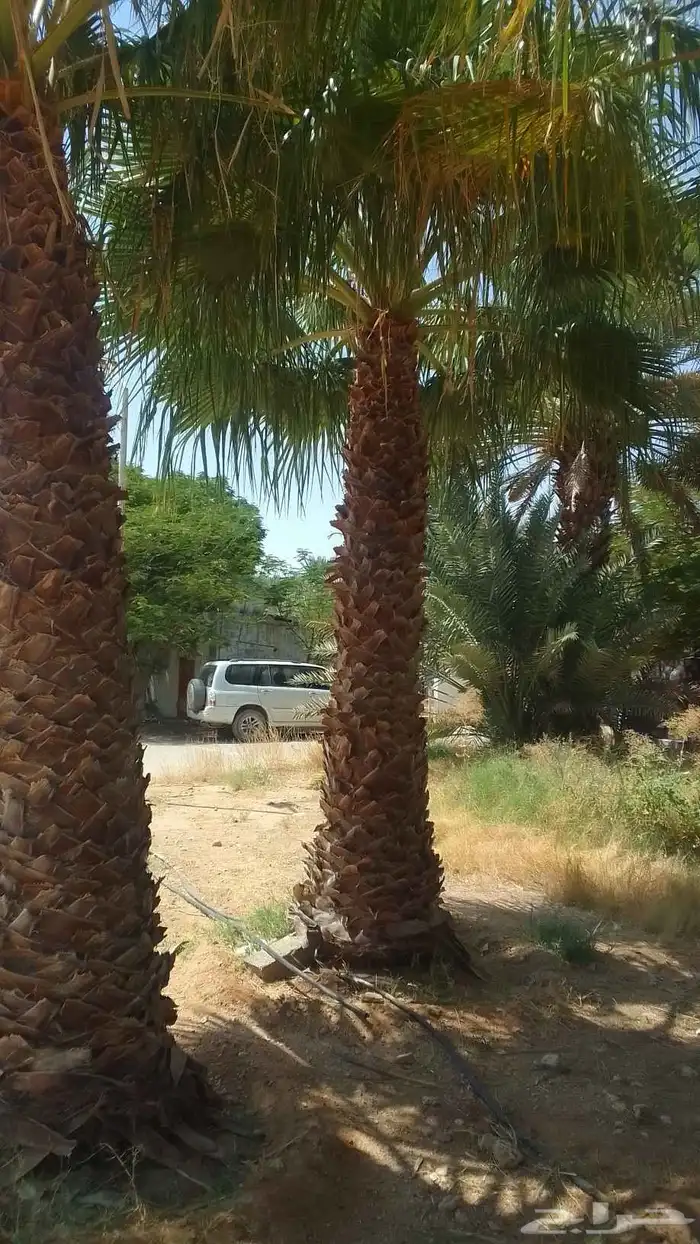 يوجد واشنطني ممتاز اضافه إلى خلاص وخضري 1