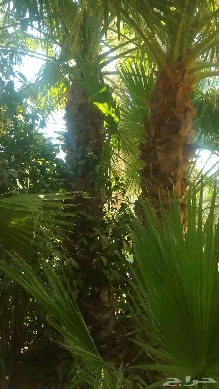 يوجد واشنطني ممتاز اضافه إلى خلاص وخضري 0