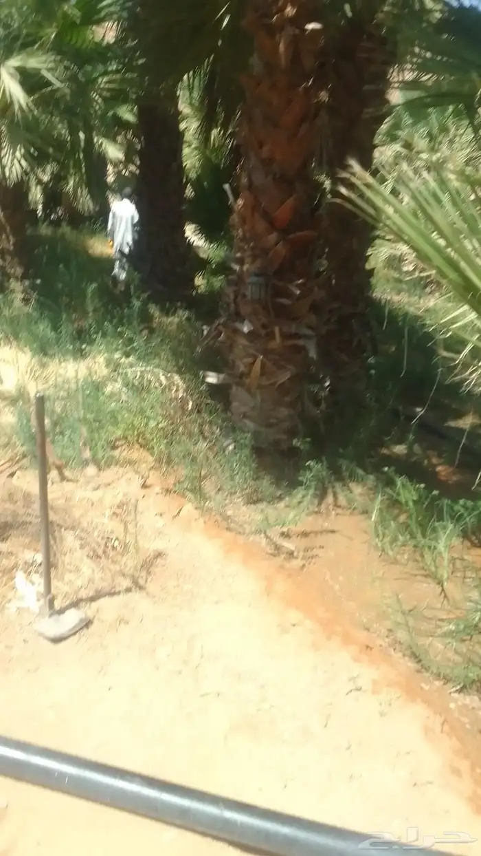 يوجد واشنطني ممتاز اضافه إلى خلاص وخضري 3