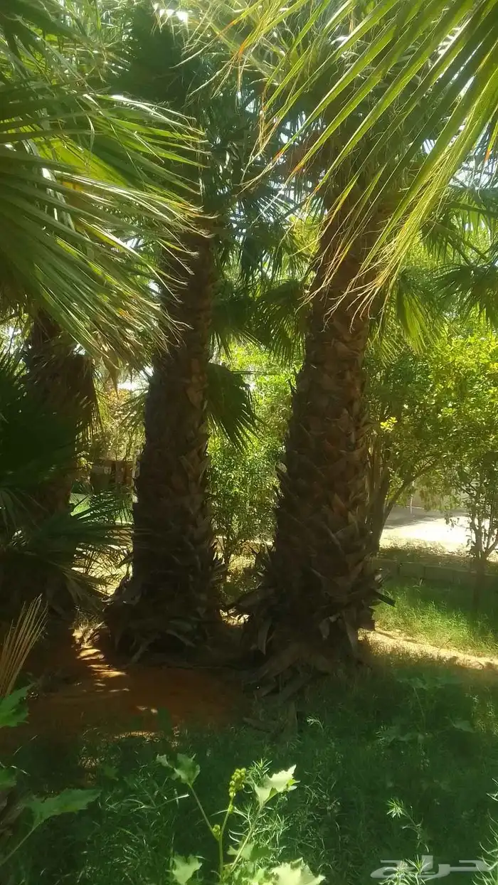 يوجد واشنطني ممتاز اضافه إلى خلاص وخضري 7
