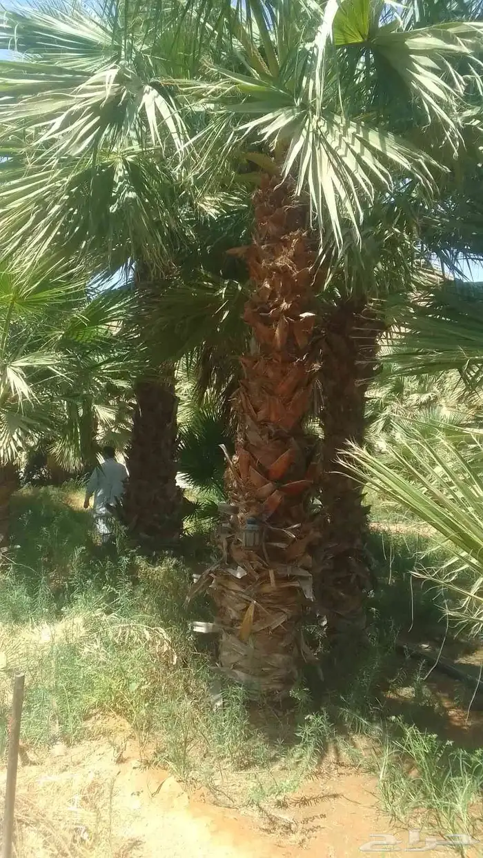 يوجد واشنطني ممتاز اضافه إلى خلاص وخضري 4