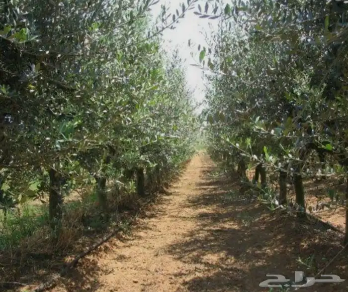 اشجار زيتون 3